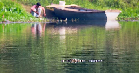 As Vadodara’s local body seeks to temporarily relocate 150 crocodiles, whatever happened to those relocated from the Statue of Unity in 2019?