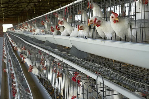 Over 450 chickens culled after bird flu detected in Nanded