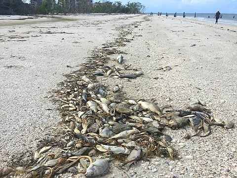 A marine heatwave in northwest Australia is killing huge numbers of fish. It’s heading south

