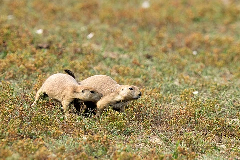 The study found genetic loss occurred regardless of IUCN status, meaning even least concern species could face decline. For example, the black-tailed prairie dog is widespread in the US but severely affected by disease in some areas.
