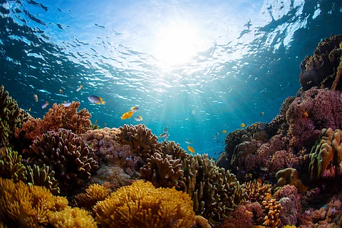 Ocean Coordination Mechanism: Latest initiative to conserve Caribbean and North Brazil shelf 
