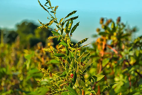 Crops like toor (pigeon pea) will get a boost under the Mission for Aatmanirbharta in pulses.