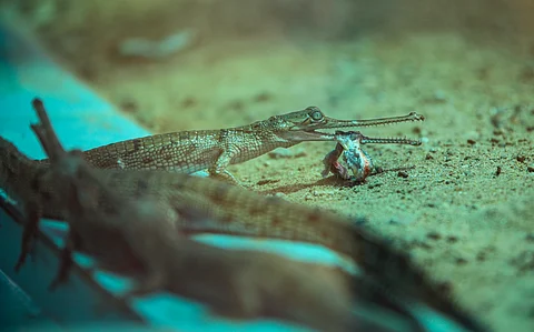 India's gharial is critically endangered — ever wondered how many of them are left? 