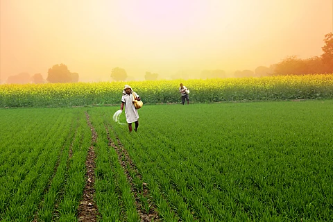 Rabi crop situation: Higher sowing for wheat and pulses, mustard acreage declines
