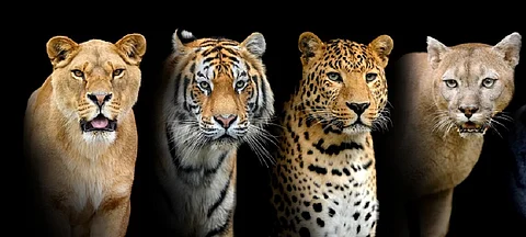 International Big Cat Alliance comes into force as a treaty-based inter-governmental international organisation