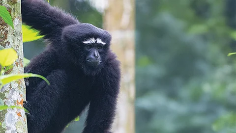 There are at least 125 Hoolock gibbons residing in the Hollongapar Gibbon Sanctuary in Assam, according to a census conducted by the Wildlife Institute of India in 2019