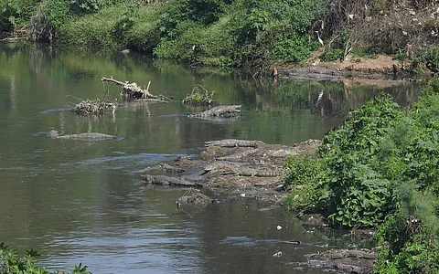 Crocodile River: How many muggers does the Vishwamitri river of Vadodara currently have? We will soon find out