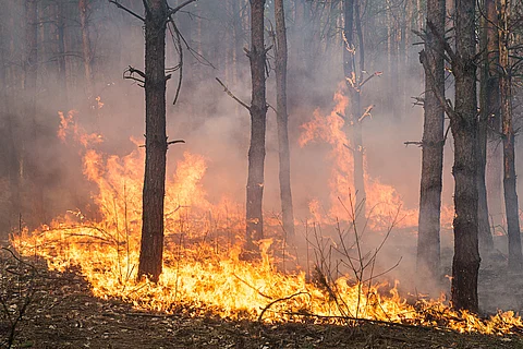 Rising climate-driven wildfires will alter how inventories calculate greenhouse gas emissions: Minal Pathak
