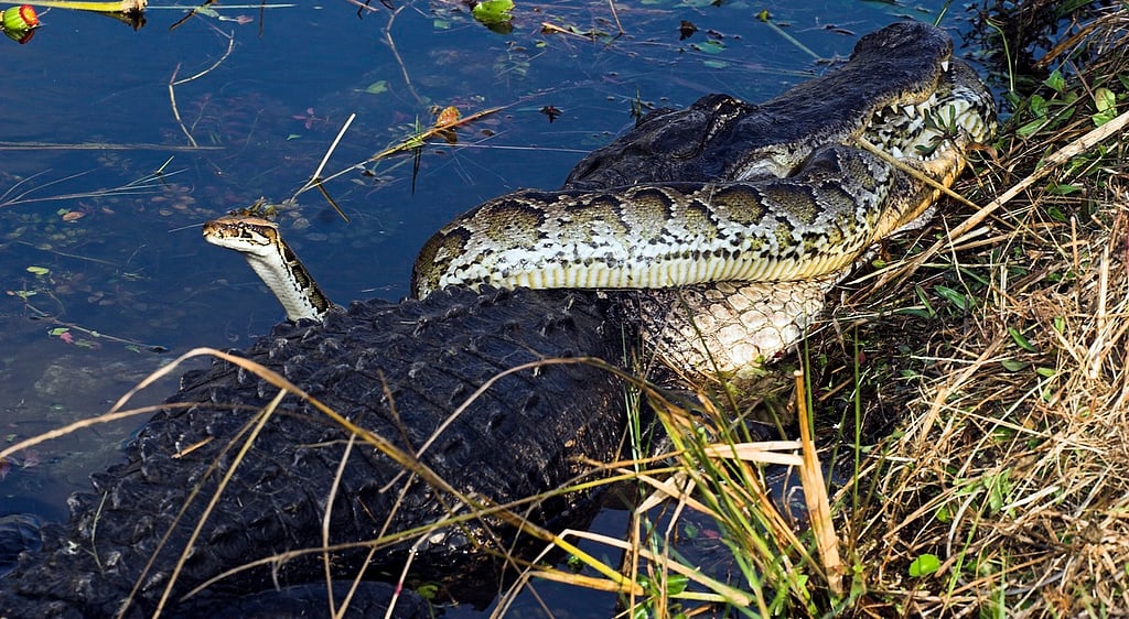 burmese pythons in florida: an invasive threat Images... Florida Researchers Unveil Effective Strategies for Removing Invasive ...