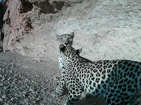 The Arabian leopard has returned to the ‘wadis’ of the Nejd in Oman’s Dhofar: Study