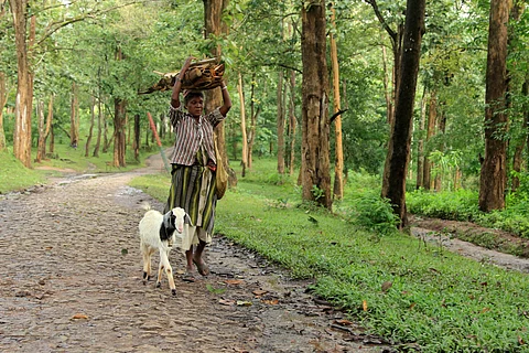 FRA implementation: 16 years after its inception, just 3 states recognise community forest resource rights
