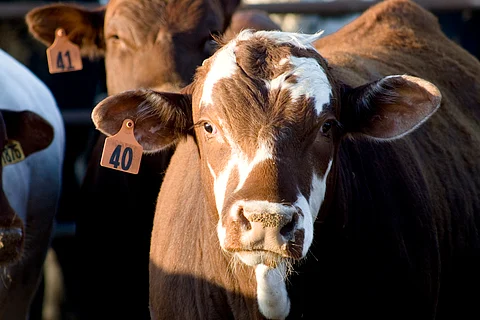 Almost half of world population potentially exposed to risks of zoonotic diseases, LMICs most vulnerable: Study
