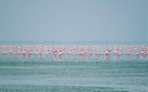 India adds wetlands to the global list. But are they really protected?