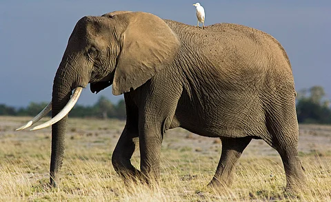 Dearth of studies about impact of environmental multilateralism on African elephant conservation: Study