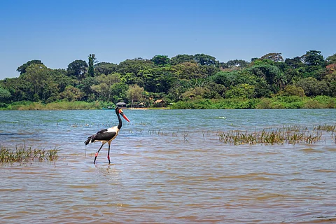 Lake Victoria is turning green — the deadly bacteria behind it