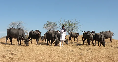 Book Excerpt: Of Gujarat, Kachchh and pastoral nomads of the western desert