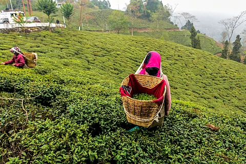Opinion: 30% tea land diversion  existential threat to indigenous communities of Darjeeling Hills, Terai, Dooars