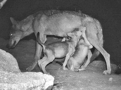 Female wolf gives birth to litter of 8 pups in Karnataka’s Bankapura Sanctuary