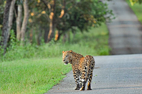 Protected areas alone won’t save wildlife, conservation needs wider focus