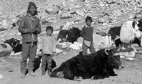Ladakh’s Changpa nomads struggle in the face of global warming