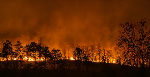 Forest fires are yet another symptom of climate change, their mitigation cannot bypass efforts to reduce carbon emissions 

