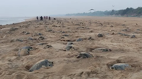 Happy nesting! Olive Ridley turtles swim to Rushikulya in record numbers to lay eggs