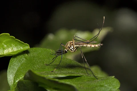 Funding gaps, climate change stall malaria elimination in Africa: Report
