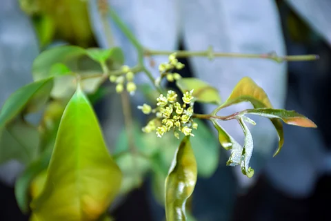 Low litchi flowering worries Bihar farmers, threatens summer yield