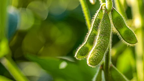 Brazil, the world’s top soy exporter, risks market leakage from habitat restoration unless demand falls or yields rise elsewhere, mainly affecting less biodiverse nations.
