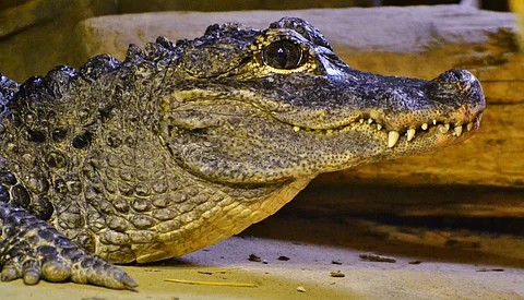 China’s last wild alligators, which inspired the Chinese dragon, are facing grave threats: Study