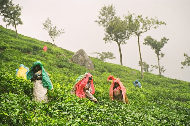 Tea Laborers The Struggle of Ooty's Tea Estate Workers: Tradition vs. Livelihood