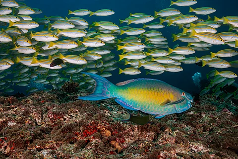 Parrotfish support healthy coral reefs, but they’re not a cure-all, and sometimes cause harm
