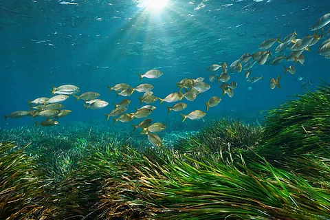 Seagrass conservation key to global biodiversity and climate targets, studies show