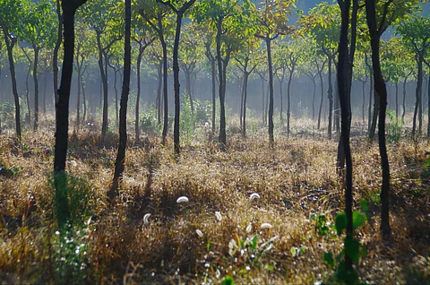 Private entities to gain access to state-owned degraded forests for afforestation