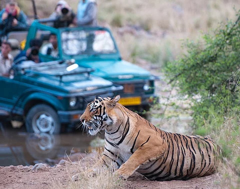 Disturbance from safaris is altering tiger behaviour in India’s reserves — what can be done?