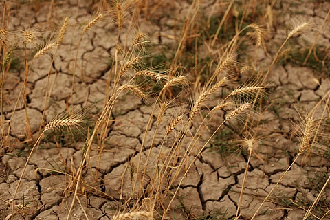 Over 50% global crop production could be threatened at 1.5-2°C warming 