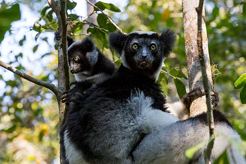 An indri, the largest living lemur. 