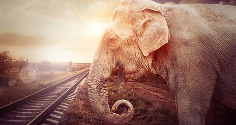 AI-enabled system successful in preventing elephant-train collisions on Kerala-Tamil Nadu border