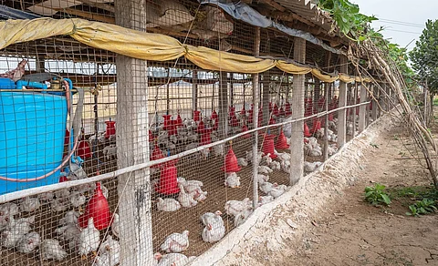 Bird flu spreads in Bihar