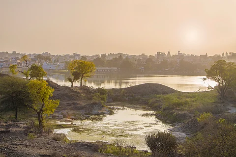 How this nature-based solution can generate clean energy while purifying wastewater