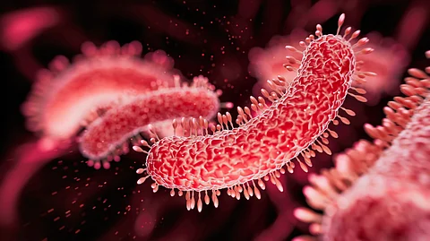 Bug drugs: Bacteria-based cancer therapies are finally overcoming barriers
