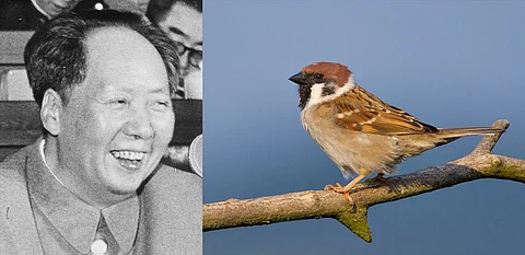 World Sparrow Day 2025: Chairman Mao and Passer montanus