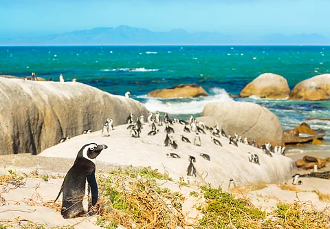 South Africa court passes order to save critically endangered African penguin