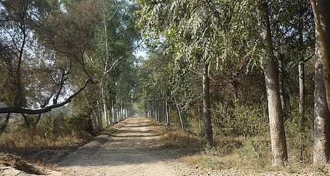 International Day of Forests 2025: Punjab was not always the land of endless fields; it once had woods