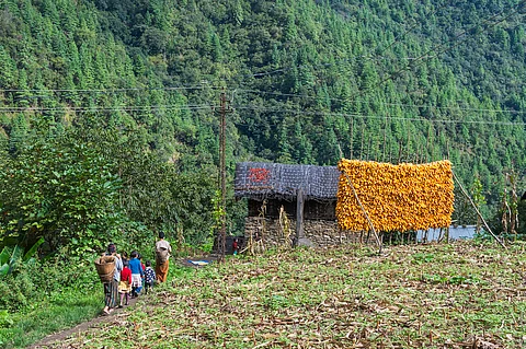 World Forest Day: Forest foods pay a crucial role in food security, nutrition and livelihoods