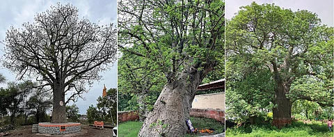 Upside-down wonders: Exploring India’s majestic baobab trees