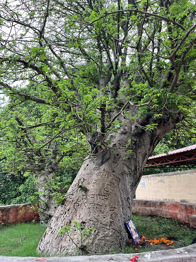 Baobab tree near Nath Temple of Shirala, Sangli