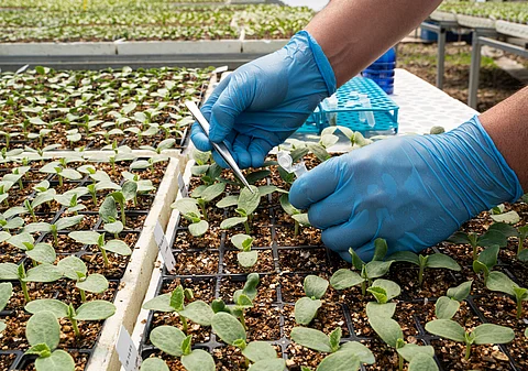 Nations gather in Rome to discuss genetic resources for food and agriculture