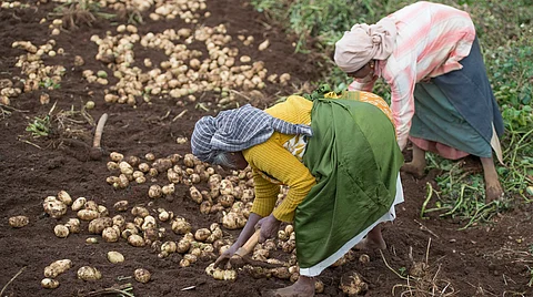 Over half of global crop production dependent on just 9 crops: FAO