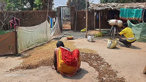 It’s mahua season: When a forest produce serves as 'rural ATM' and takes precedence over weddings